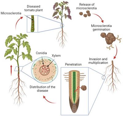 Genomic insights into Verticillium: a review of progress in the genomics era